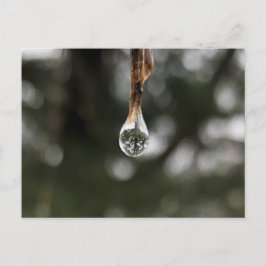 Träd i ett Vatten-droplet-vykort Vykort
