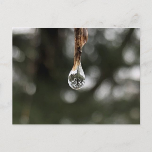 Träd i ett Vatten-droplet-vykort Vykort (Framsida)