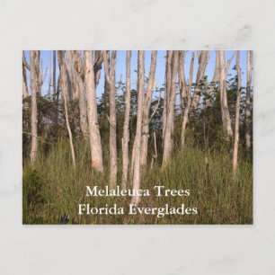 Träd i Everglades, Melaleuca TreesFlorida... Vykort