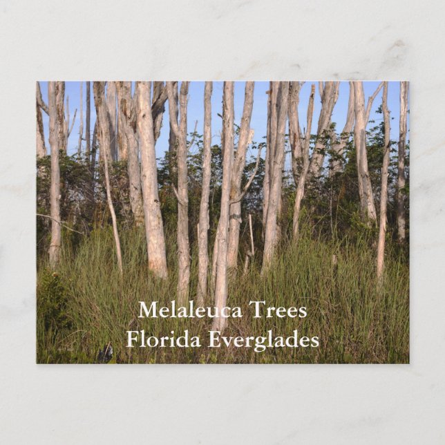 Träd i Everglades, Melaleuca TreesFlorida... Vykort (Framsida)