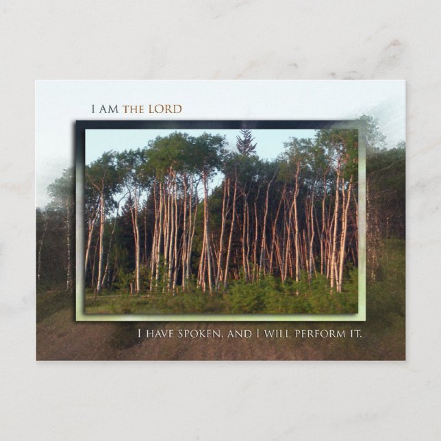 Träd i Fält Vykort (Framsida)