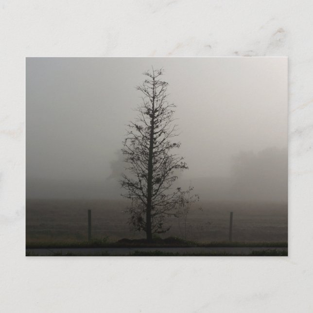 Träd i Fog 038-vykort Vykort (Framsida)