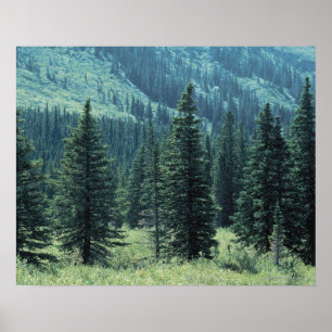 Träd i Glacier nationalpark, Montana Poster