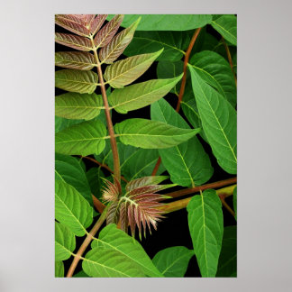 Träd i Heaven Löv Poster