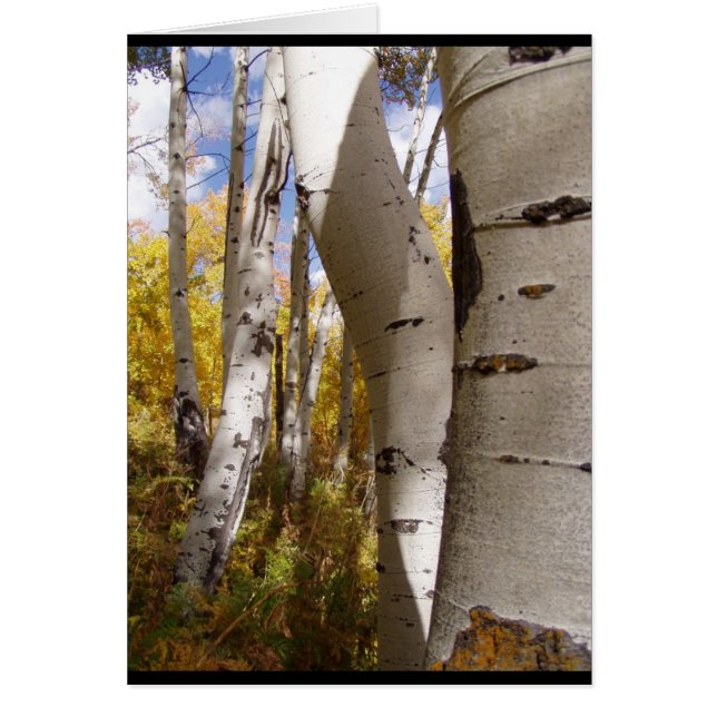 träd i jackson hål OBS kort (Framsidan)