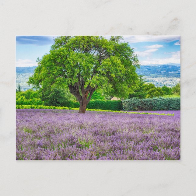 Träd i Lavender Fält, Frankrike Vykort (Framsida)