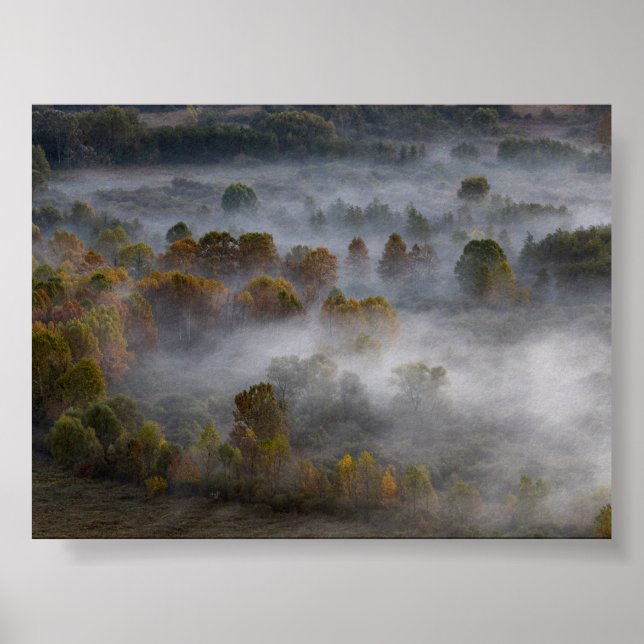 Träd i morgondimma poster (Framsidan)