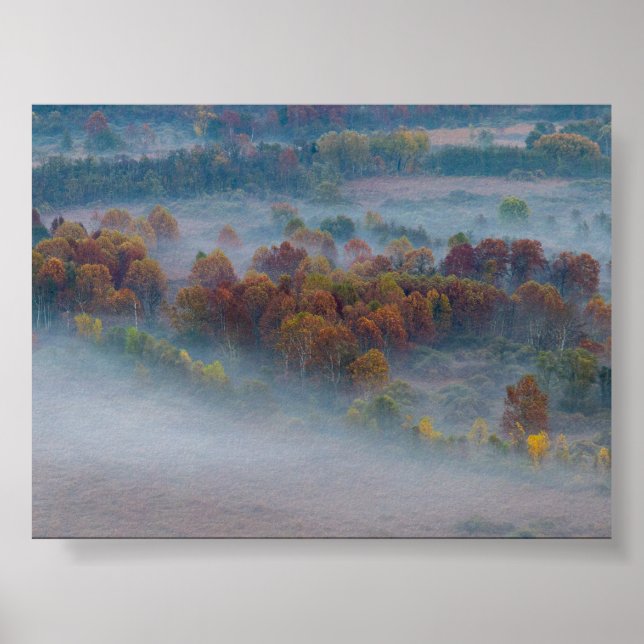 Träd i morgondimma poster (Framsidan)