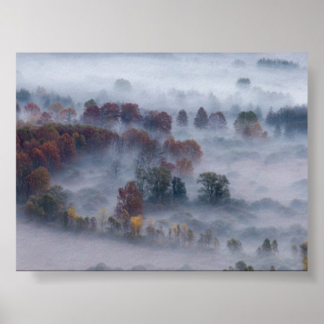Träd i morgondimma poster (Framsidan)