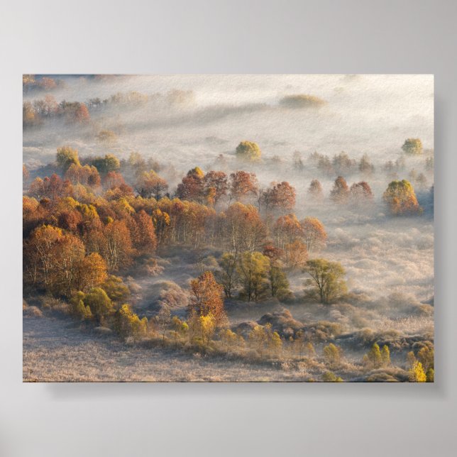 Träd i morgondimma poster (Framsidan)