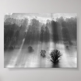 Träd i morgondimma poster