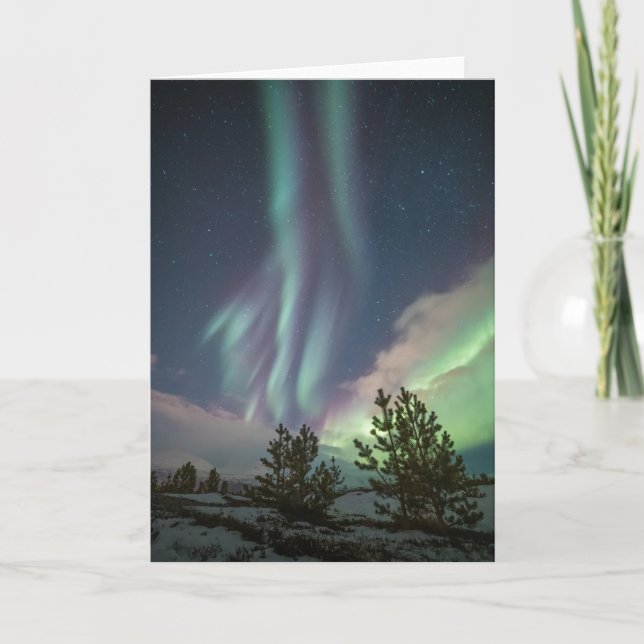 Träd i norra Ljus Kort (Framsida)