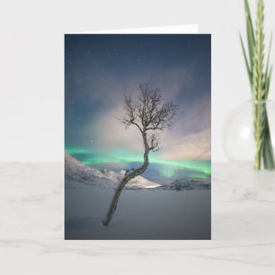 Träd i norra Ljus Kort