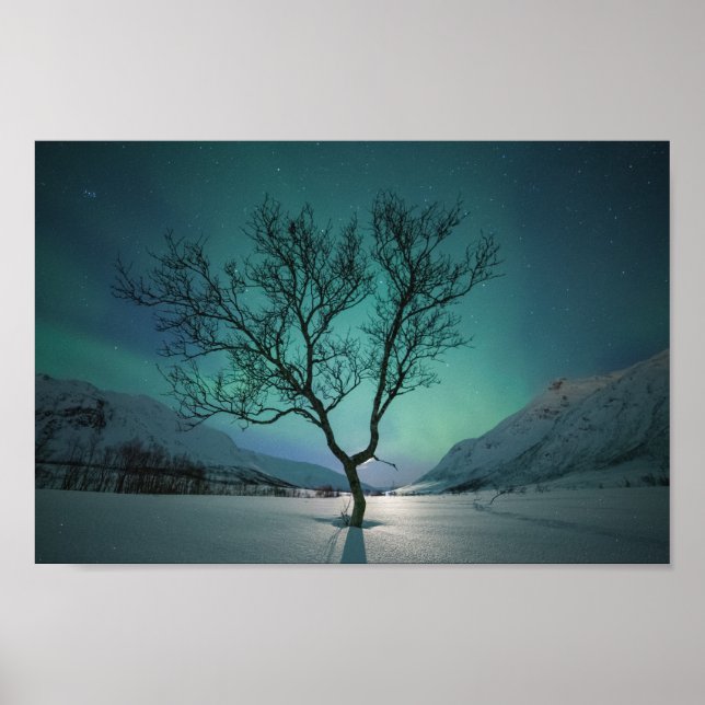 Träd i norra Ljus Poster (Framsidan)