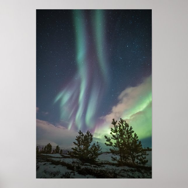Träd i norra Ljus Poster (Framsidan)