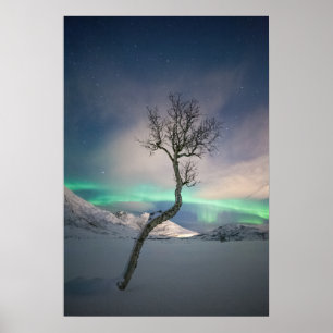 Träd i norra Ljus Poster