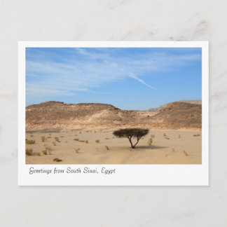 Träd i öknen, södra Sinai, Egyptenen Vykort