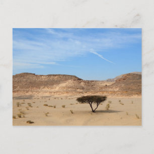 Träd i öknen, södra Sinai, Egyptenen Vykort