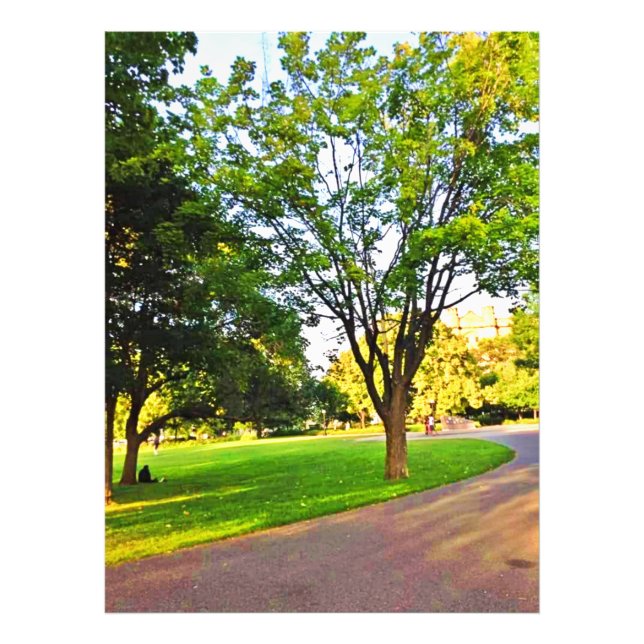 Träd i Ottawa Park. Köp nu Fototryck (Framsidan)