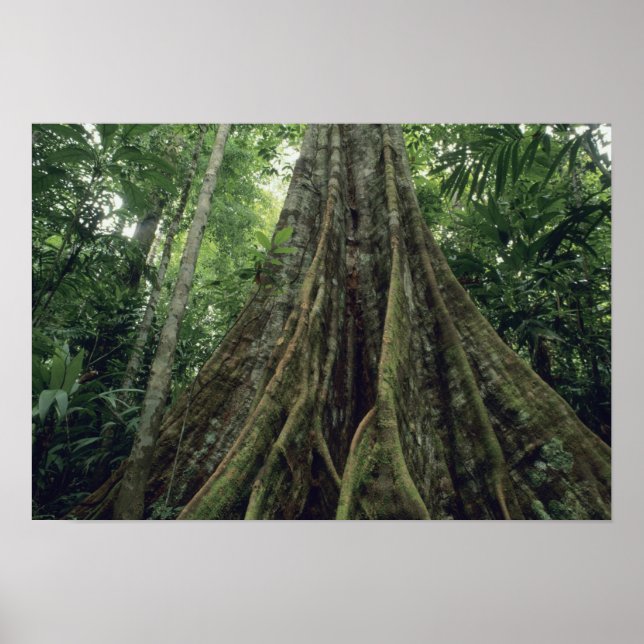 Träd i regnskogen, Corcovado Poster (Framsidan)