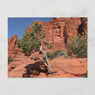 Träd i Sedona, Arizona Vykort