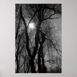 Träd i Silhouettesol Rays svartvitt Poster