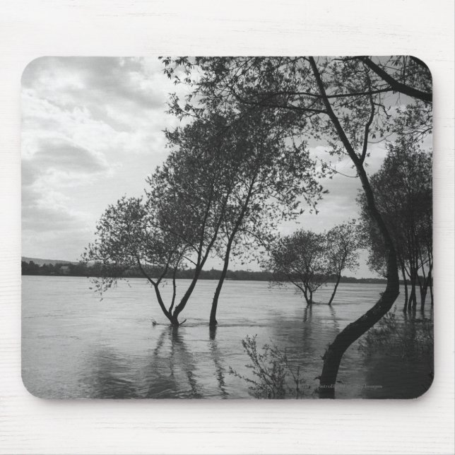 Träd i sjön musmatta (Framsidan)