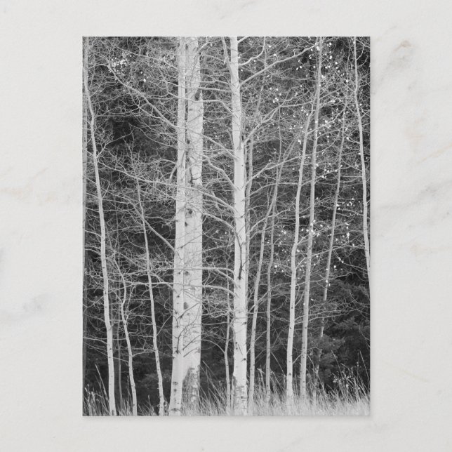 Träd i skog under vintern vykort (Framsida)
