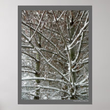 Träd i Snö Winter Photo