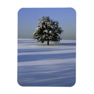 Träd i täckt snö landskap magnet