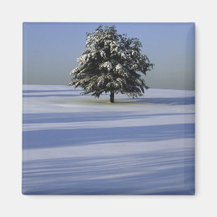 Träd i täckt snö landskap magnet