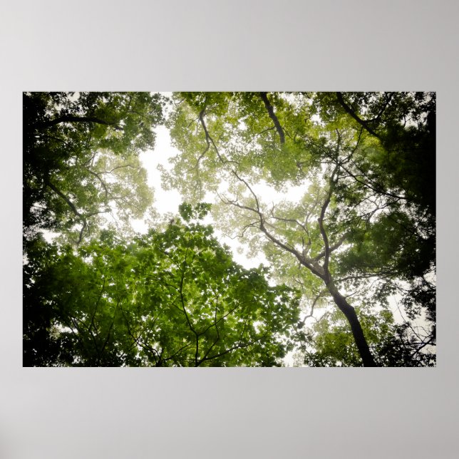 Träd i Toppar i Blå Ridge-bergen Poster (Framsidan)