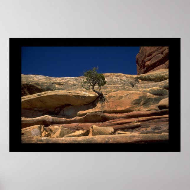 Träd i väggen poster (Framsidan)