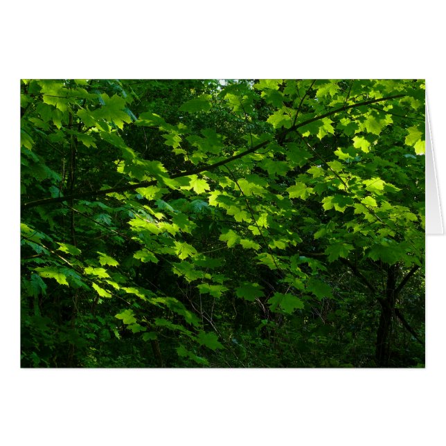 Träd i Vår. Bute Park, Cardiff. Wales Hälsningskort (Framsidan Horizontal)