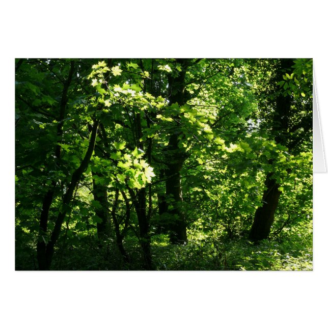 Träd i Vår. Bute Park, Cardiff. Wales Hälsningskort (Framsidan Horizontal)