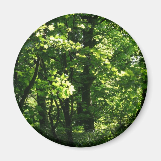 Träd i Vår. Bute Park, Cardiff. Wales Magnet (Framsidan)