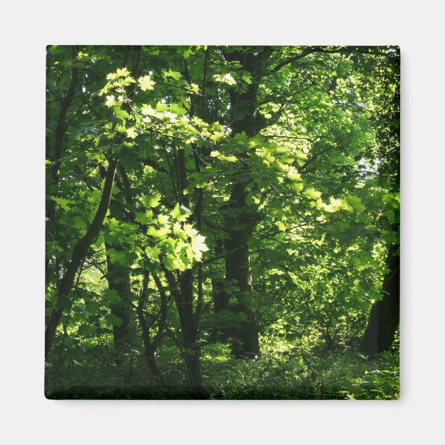 Träd i Vår. Bute Park, Cardiff. Wales Magnet (Framsidan)