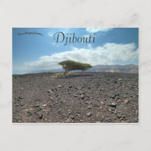 Träd i vildmarken i Djibouti Vykort