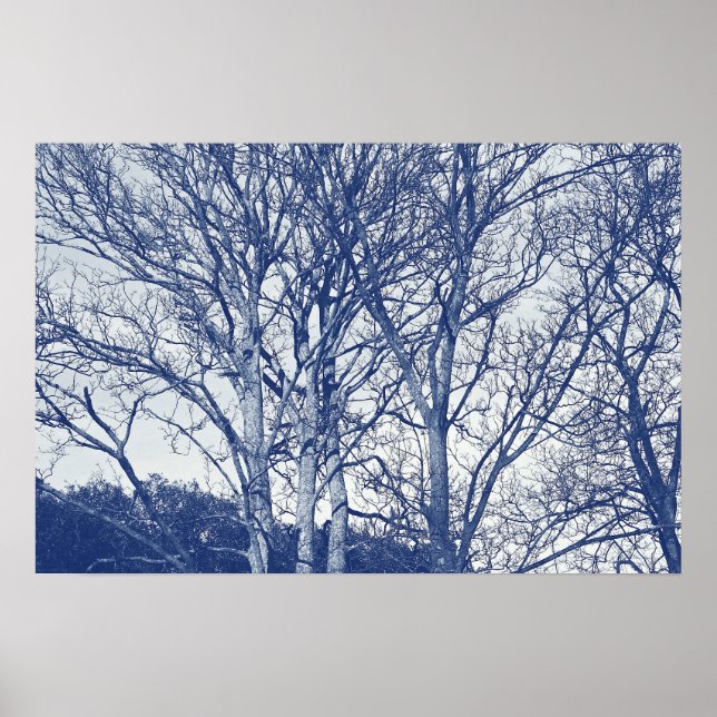 Träd i vinter - Cyanotypeffekt Poster (Framsidan)