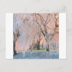 Träd Ice Covered Willow Vykort