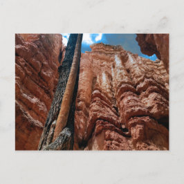 Träd-in-a-träd Navajo Loop vid Bryce Canyon Vykort