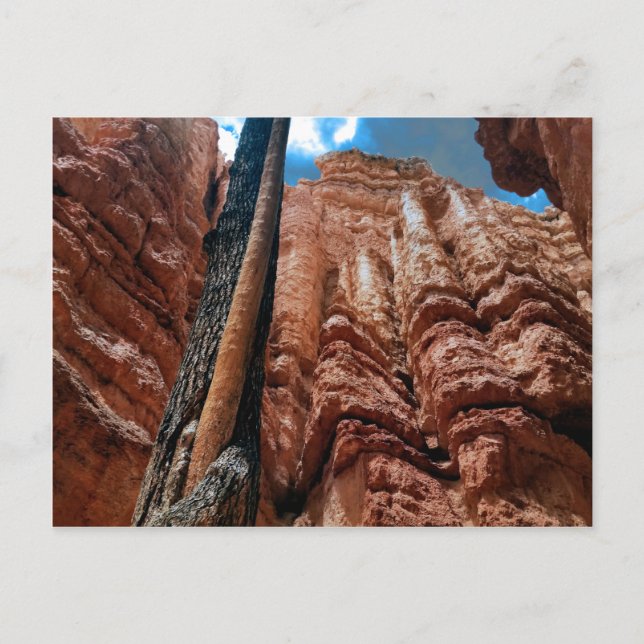 Träd-in-a-träd Navajo Loop vid Bryce Canyon Vykort (Framsida)