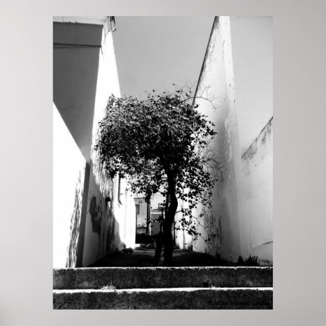 "Träd in Cape Town" Poster JTG Art (Framsidan)