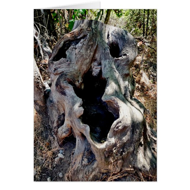 Träd-instumpskal Hälsningskort (Framsidan)