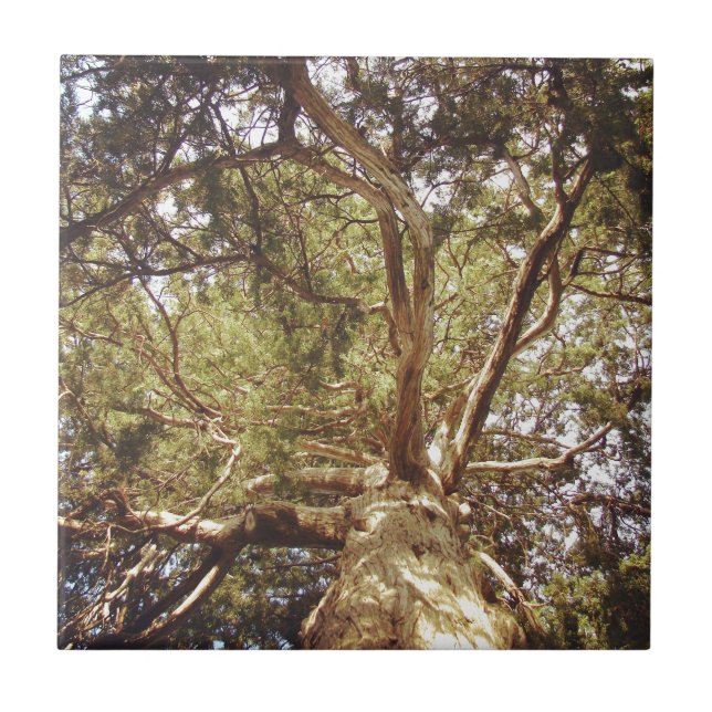 Träd Kakelplatta (Framsidan)