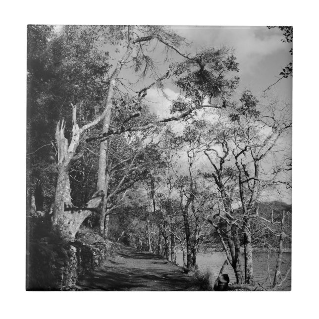 TRÄD KAKELPLATTA (Framsidan)