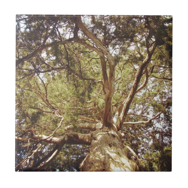 Träd Kakelplatta (Framsidan)