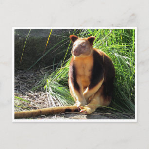 träd kangaroo vykort