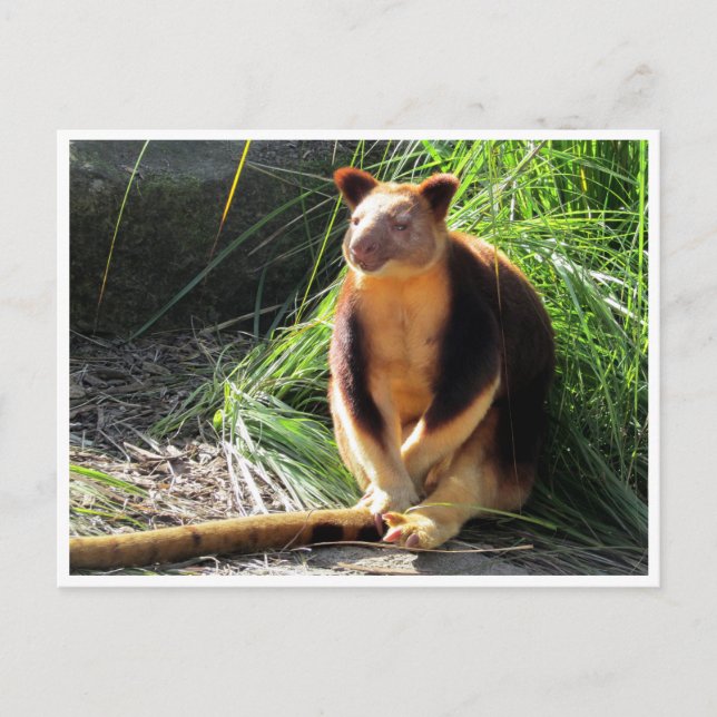 träd kangaroo vykort (Framsida)