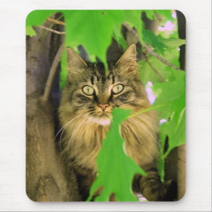Träd Katt Musmatta